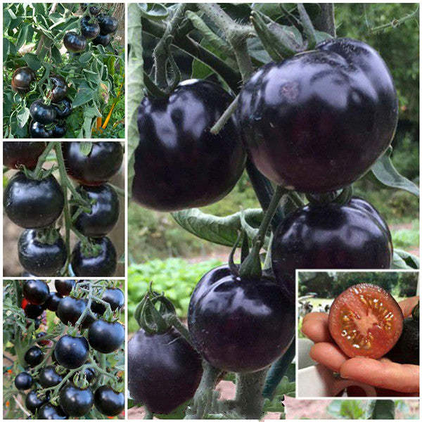 50/100 Organic Indigo Rose Tomato Seeds, Heirloom, Non-GMO, Solanum Ly