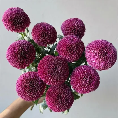 🌼Ping Pong Chrysanthemum Seeds