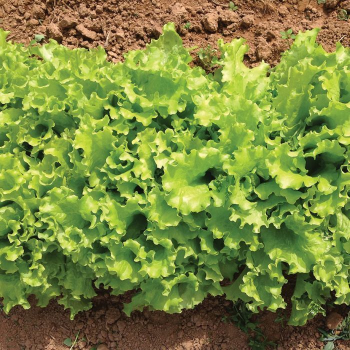 Lettuce Bergam's Green