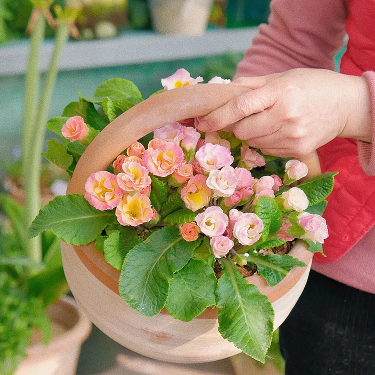 🌸Rose Primrose Seeds - The Timeless Charm of Love & Renewal💗