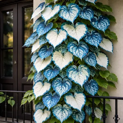 💜Purple Heart Vine Seeds–Vibrant Climbing Beauty 🌿✨