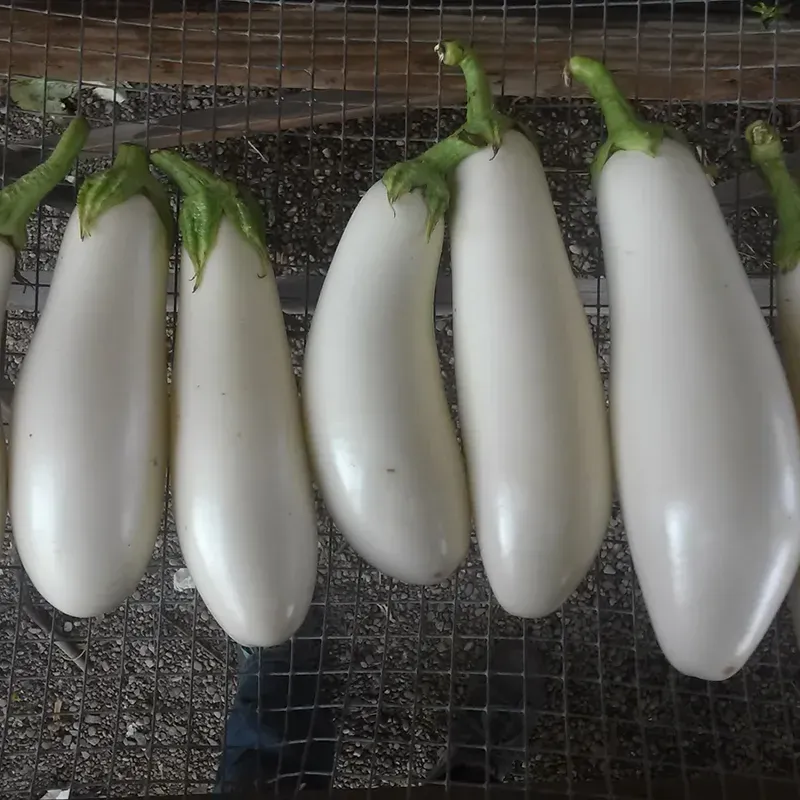 French classic Casper eggplant Seeds