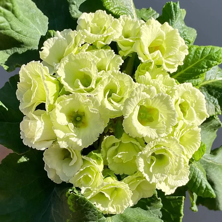 🌸Rose Primrose Seeds - The Timeless Charm of Love & Renewal💗