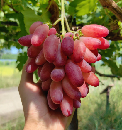 🍇Beauty Finger Grape Seeds : Thin-Skinned, Large