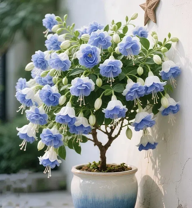 🌺Lantern Flower Seeds-Blue