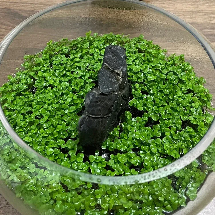 🌿Air Purifying Fish Tank Aquatic Plant Seeds