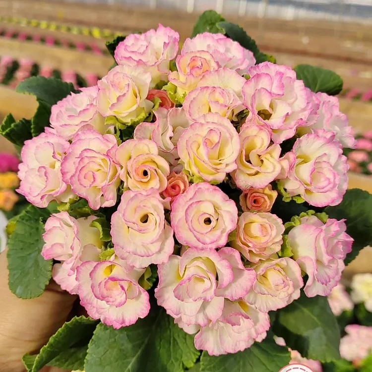 🌸Rose Primrose Seeds - The Timeless Charm of Love & Renewal💗