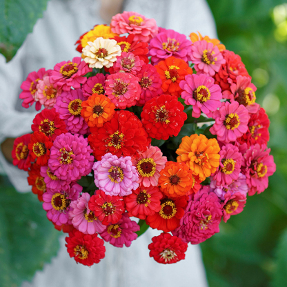 🌺Double Dwarf Zinnia Seeds