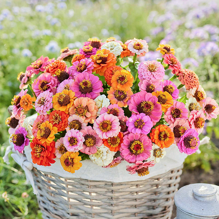 🌺Double Dwarf Zinnia Seeds