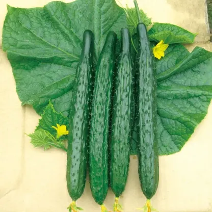 Deya DV-11 cucumber seeds