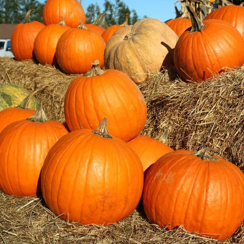 Heirloom Giant Max Pumpkin Seeds