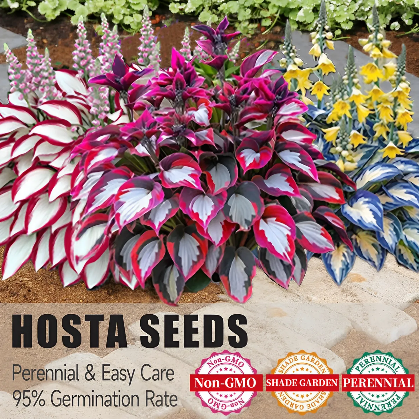 🔥Last day clearance🔥Premium Rare Hosta Seeds🌿Shade-Tolerant Plant