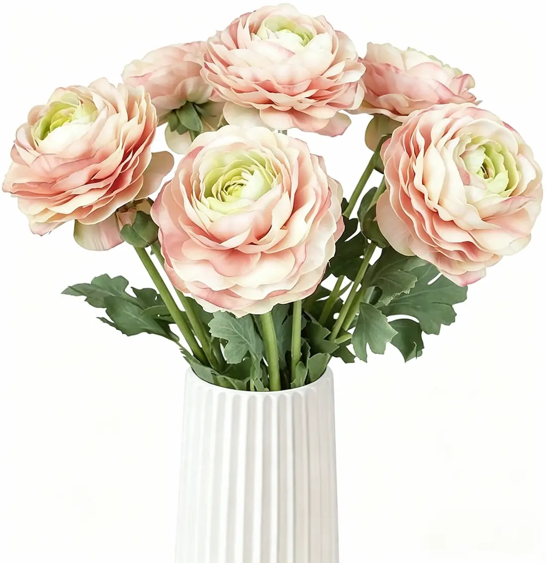🌸An elegant sprite in the garden | Ranunculus
