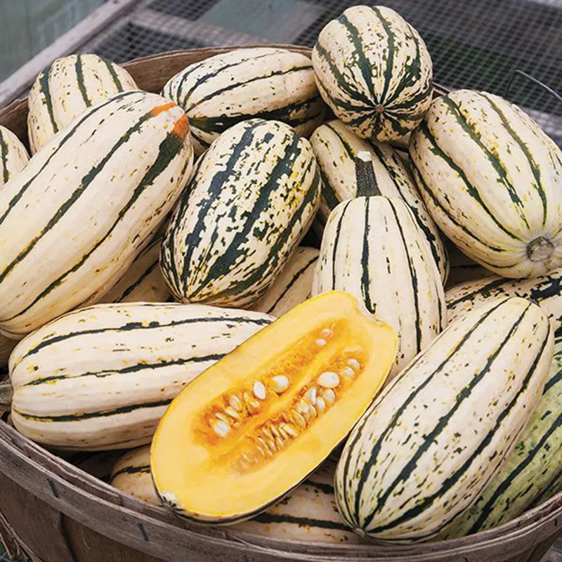 Honey Boat Delicata Squash Seeds