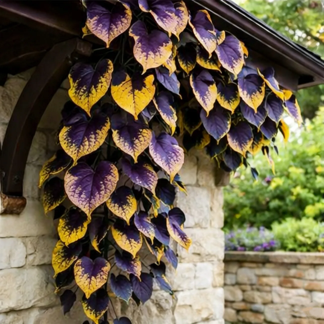 💜Purple Heart Vine Seeds–Vibrant Climbing Beauty 🌿✨