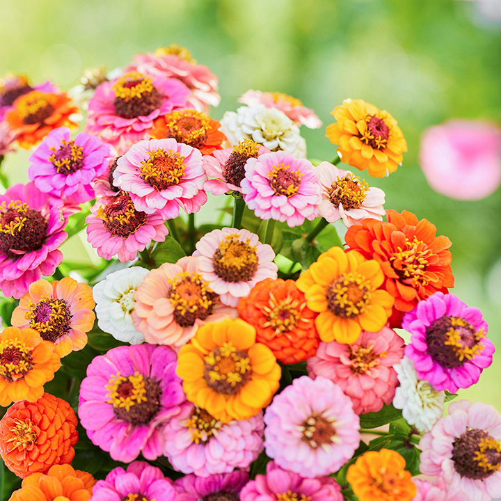 🌺Double Dwarf Zinnia Seeds
