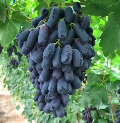 🍇Giant Grape Tree Seeds: Thin-Skinned, Large, and Seedless 
