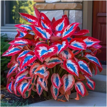 The Enchanting Hosta - Purple and Red