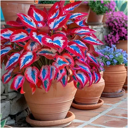 The Enchanting Hosta - Purple and Red