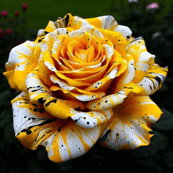 Brilliant Rose Seeds