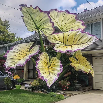 Giant Caladium Seeds