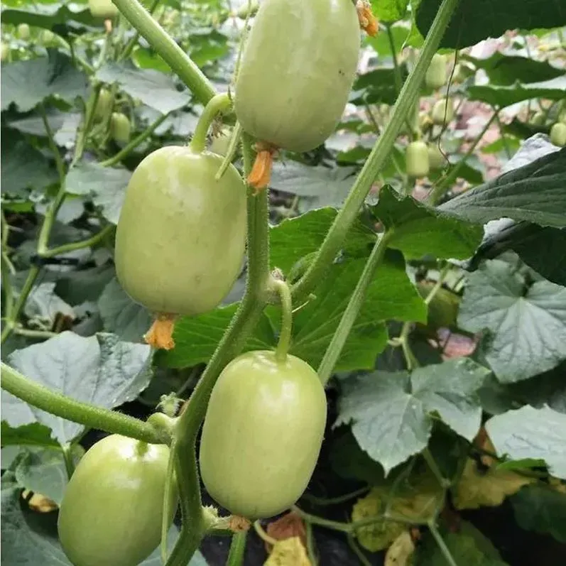 Golden Boy & Jade Girl Cucumber Seeds