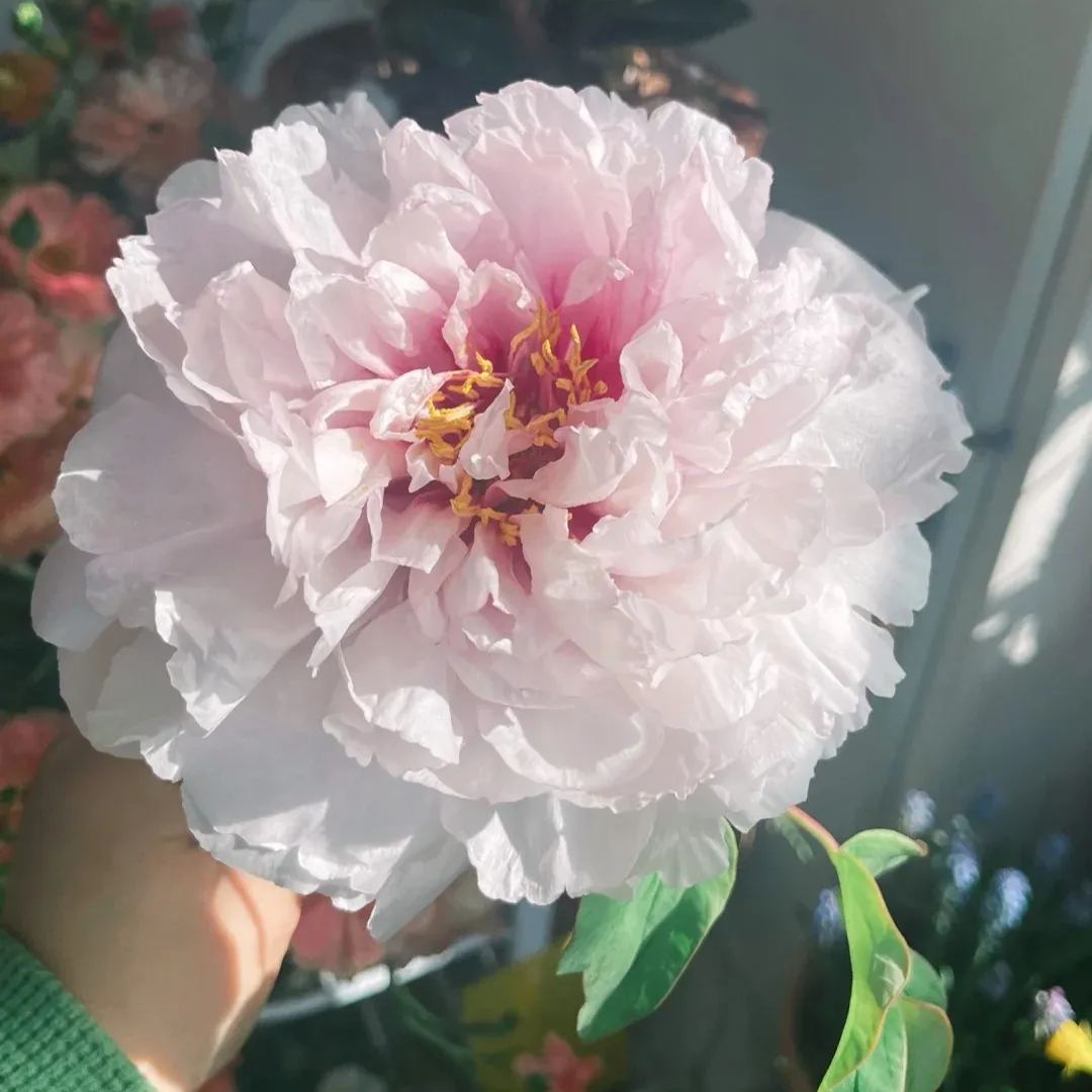 🌺Peony Flower-Only In Love With You