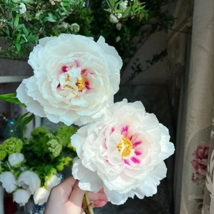 🌺Peony Flower-Only In Love With You