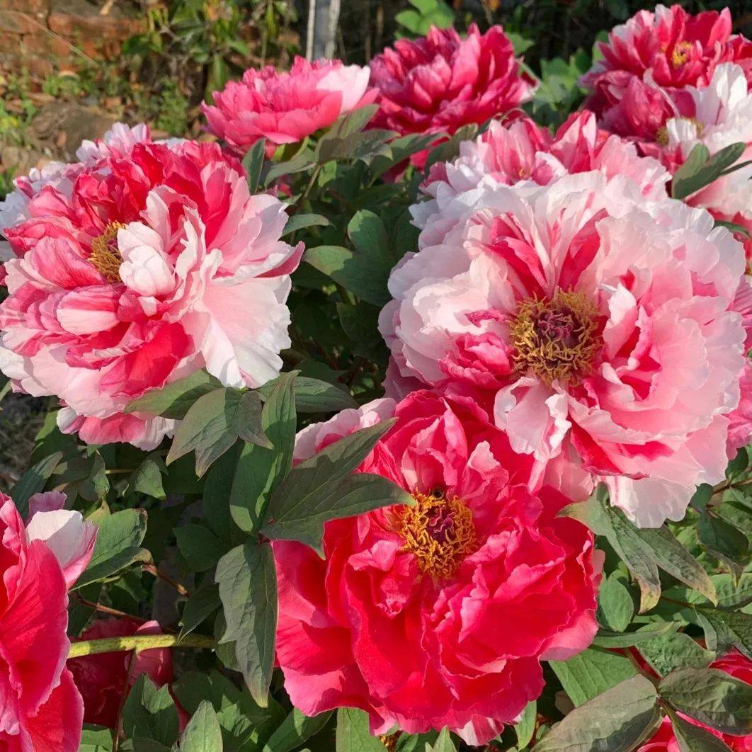 🖤Black Beauty Peony Flower Seeds