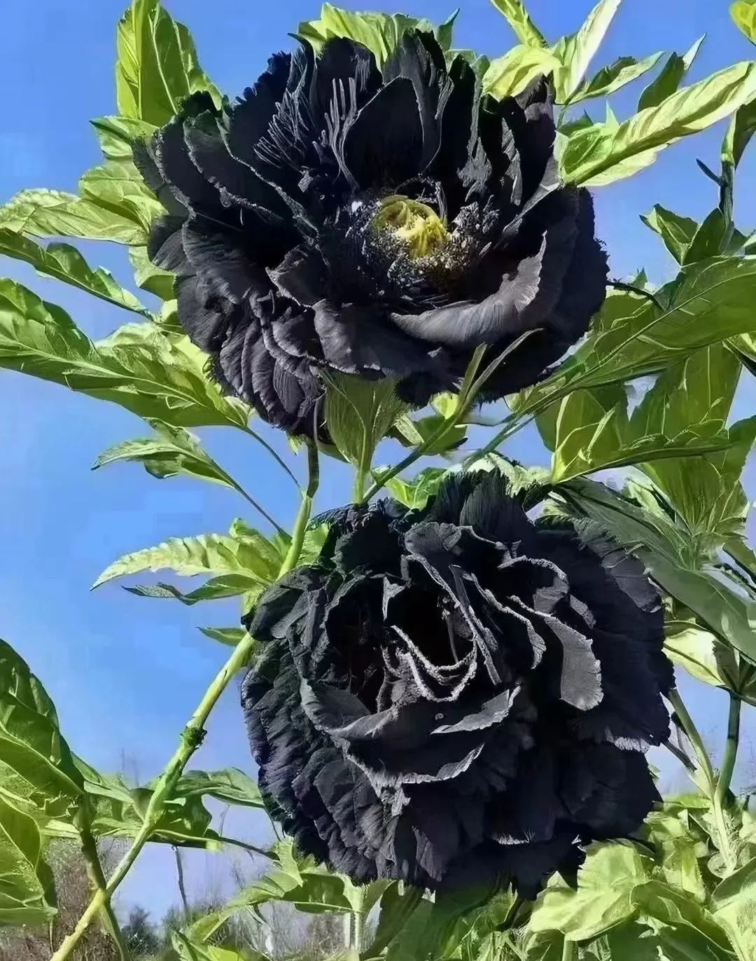 🖤Black Beauty Peony Flower Seeds