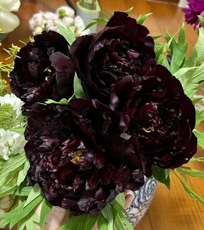 🌺Peony Flower-Only In Love With You