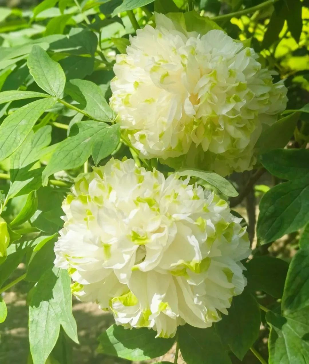 🌺Peony Flower-Only In Love With You