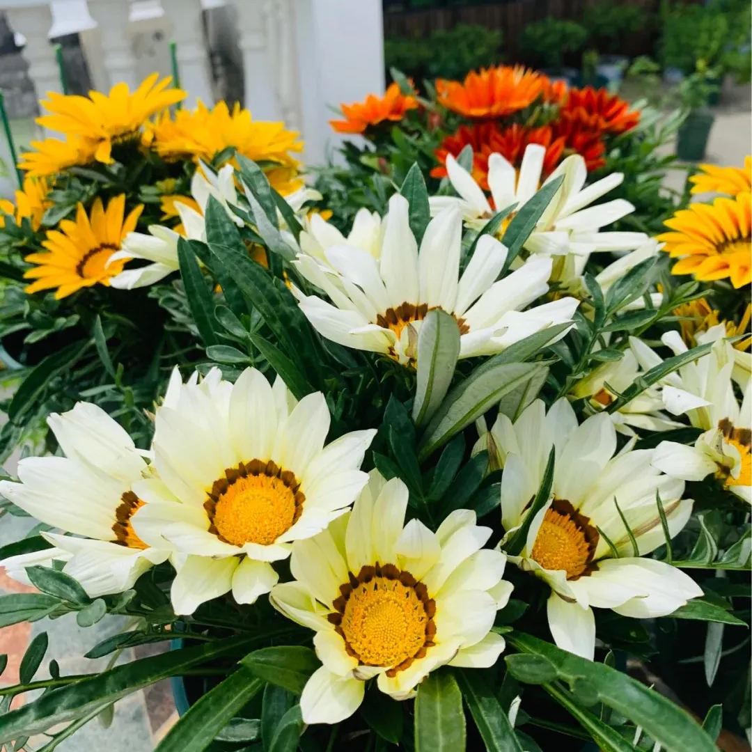 🌼Medal Chrysanthemum Seeds-Flower of Glory