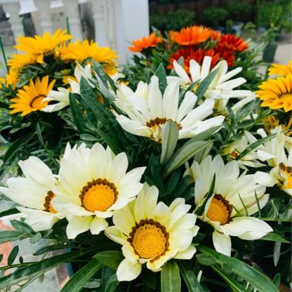 🌼Medal Chrysanthemum Seeds-Flower of Glory