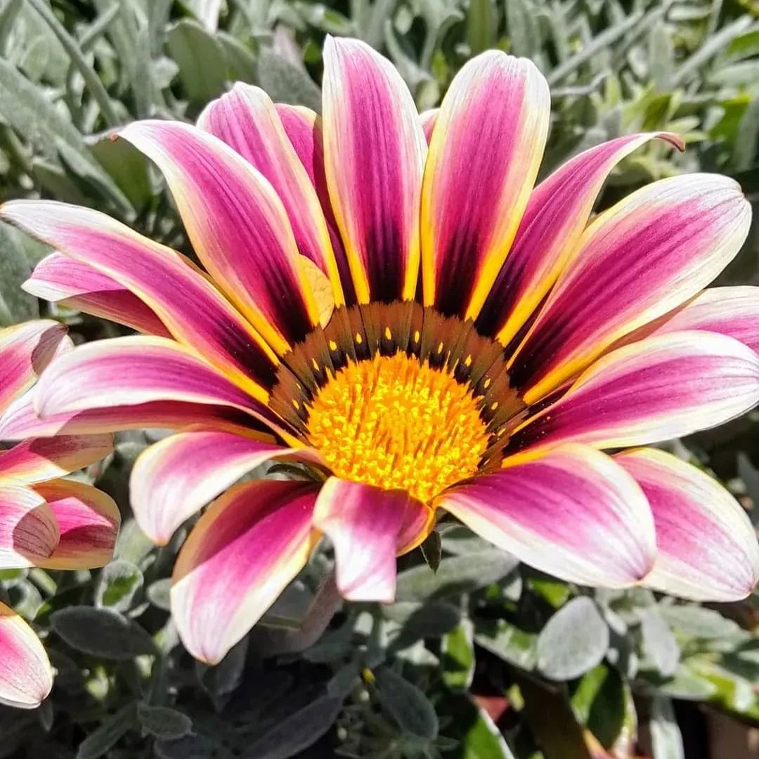 🌼Medal Chrysanthemum Seeds-Flower of Glory