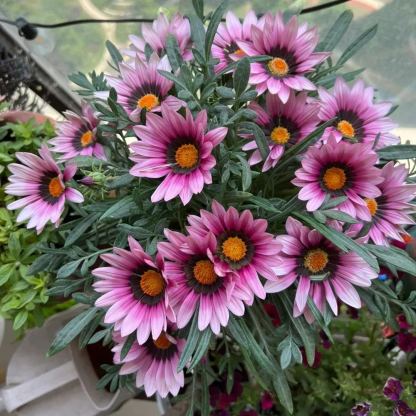 🌼Medal Chrysanthemum Seeds-Flower of Glory