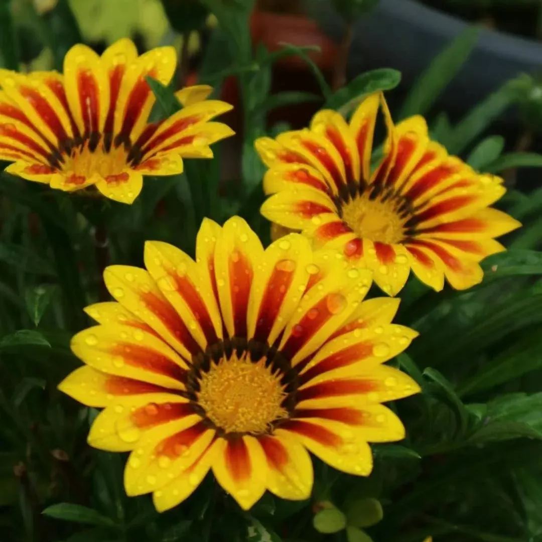 🌼Medal Chrysanthemum Seeds-Flower of Glory
