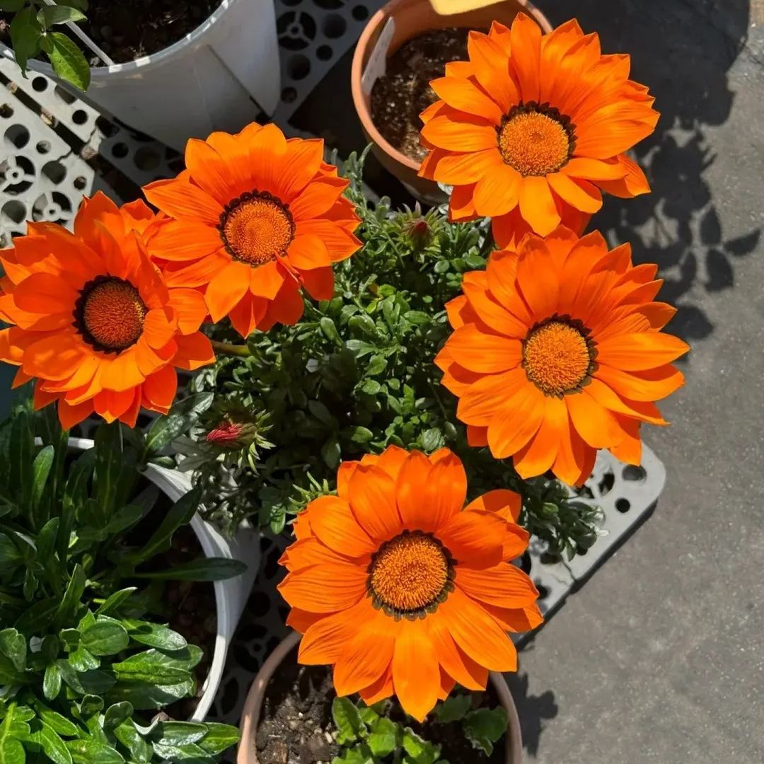 🌼Medal Chrysanthemum Seeds-Flower of Glory
