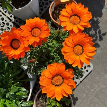 🌼Medal Chrysanthemum Seeds-Flower of Glory