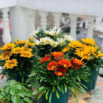 🌼Medal Chrysanthemum Seeds-Flower of Glory