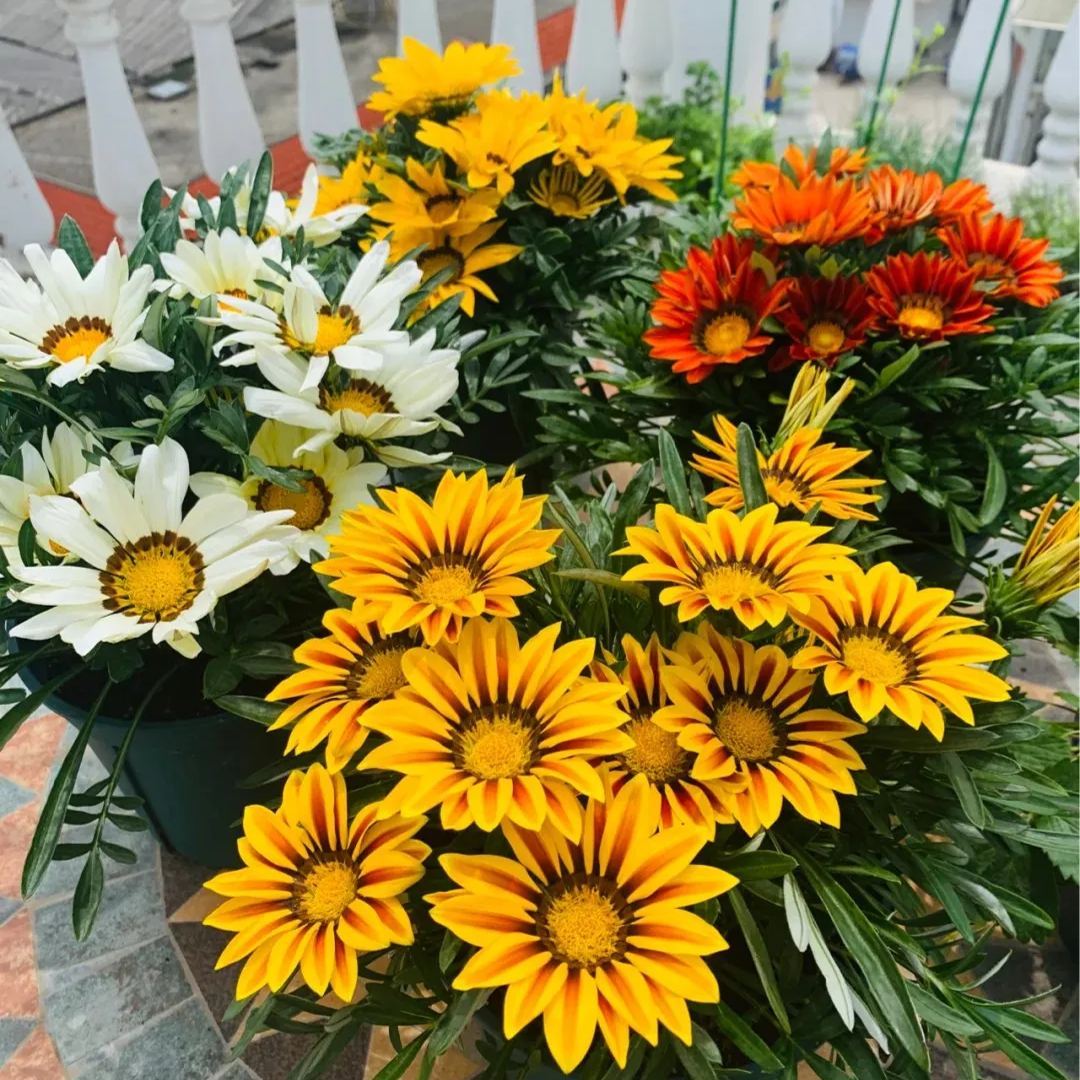 🌼Medal Chrysanthemum Seeds-Flower of Glory