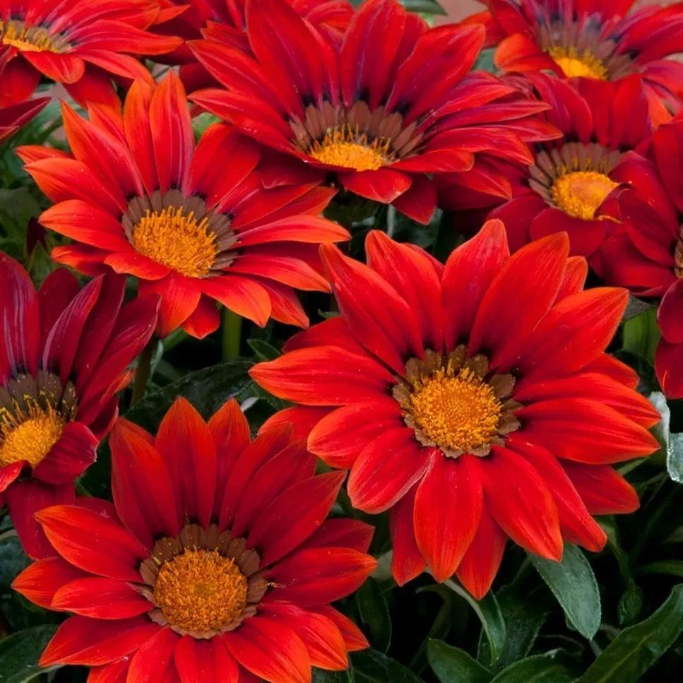 🌼Medal Chrysanthemum Seeds-Flower of Glory