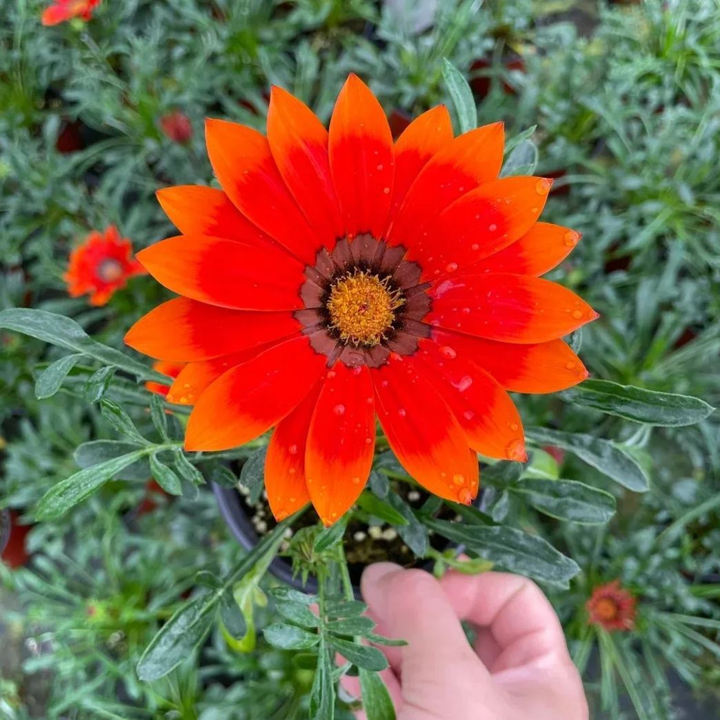 🌼Medal Chrysanthemum Seeds-Flower of Glory