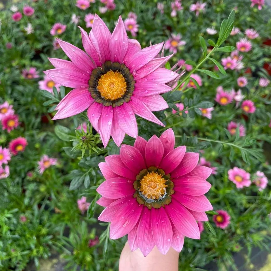 🌼Medal Chrysanthemum Seeds-Flower of Glory