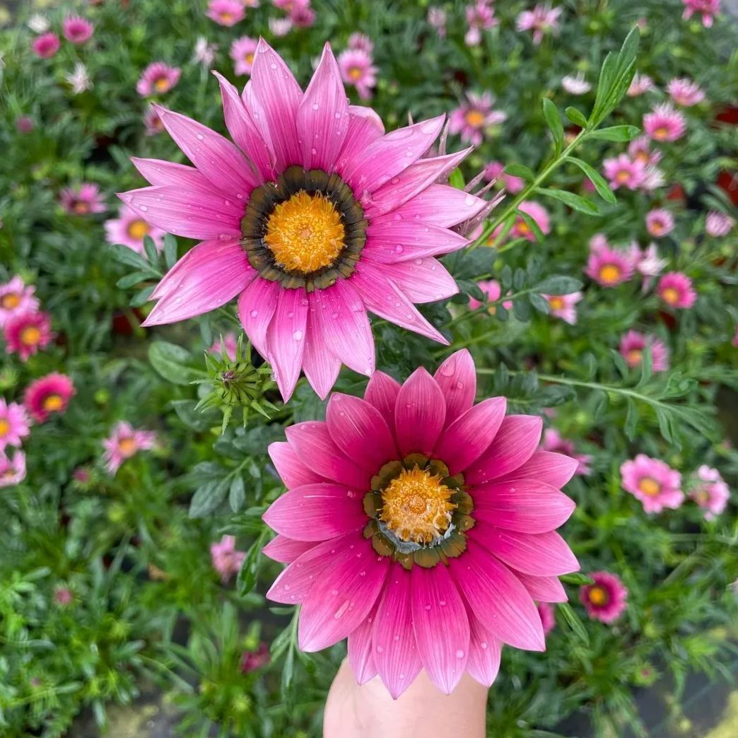🌼Medal Chrysanthemum Seeds-Flower of Glory