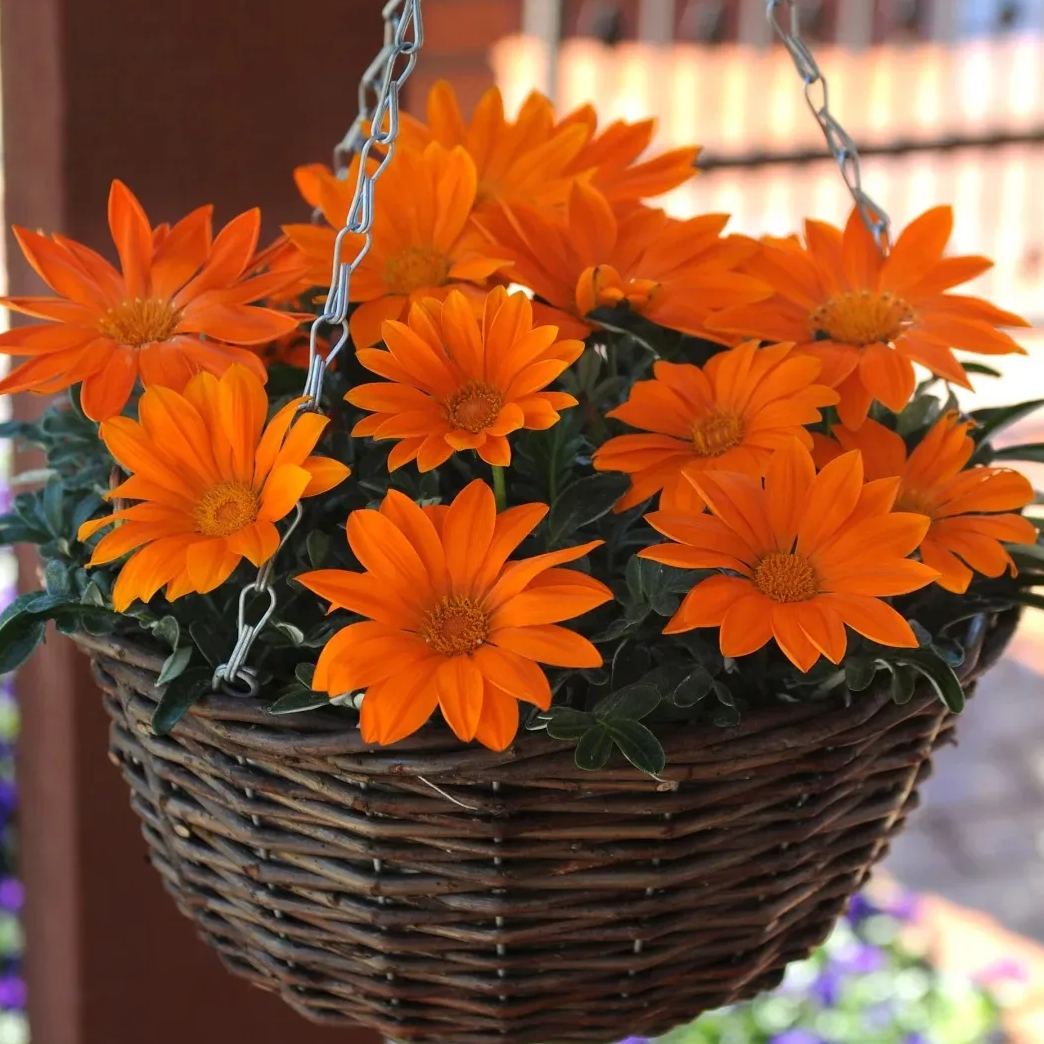 🌼Medal Chrysanthemum Seeds-Flower of Glory