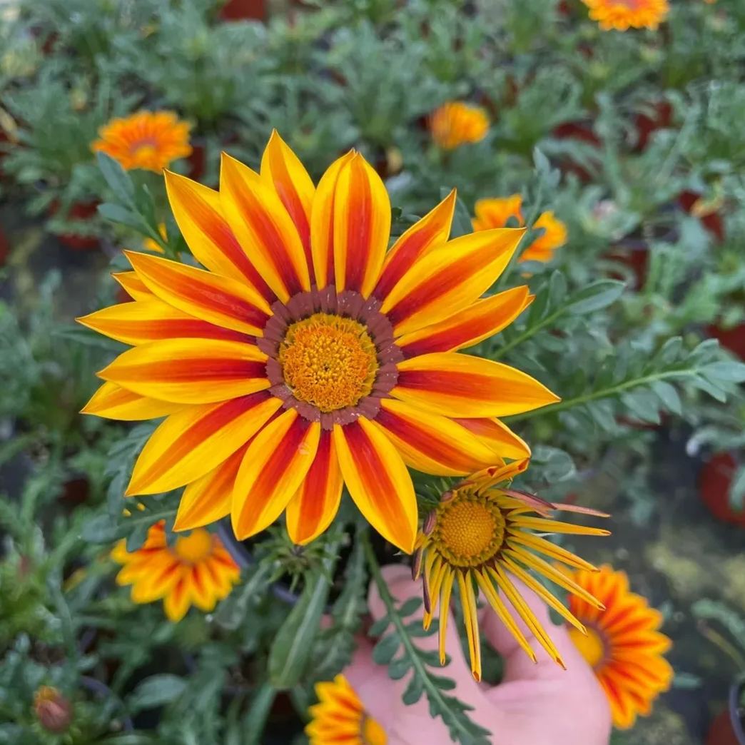 🌼Medal Chrysanthemum Seeds-Flower of Glory