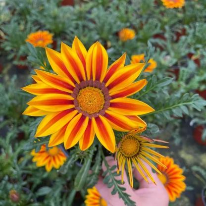 🌼Medal Chrysanthemum Seeds-Flower of Glory