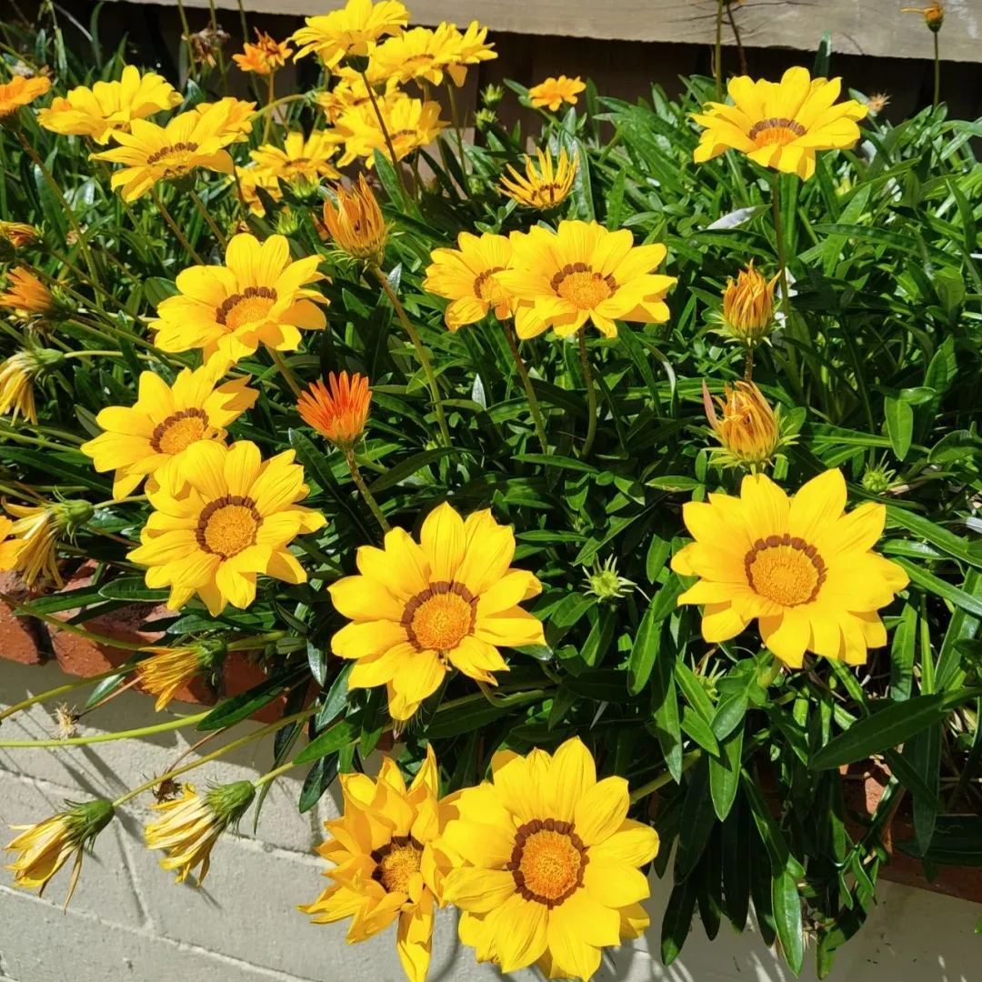 🌼Medal Chrysanthemum Seeds-Flower of Glory