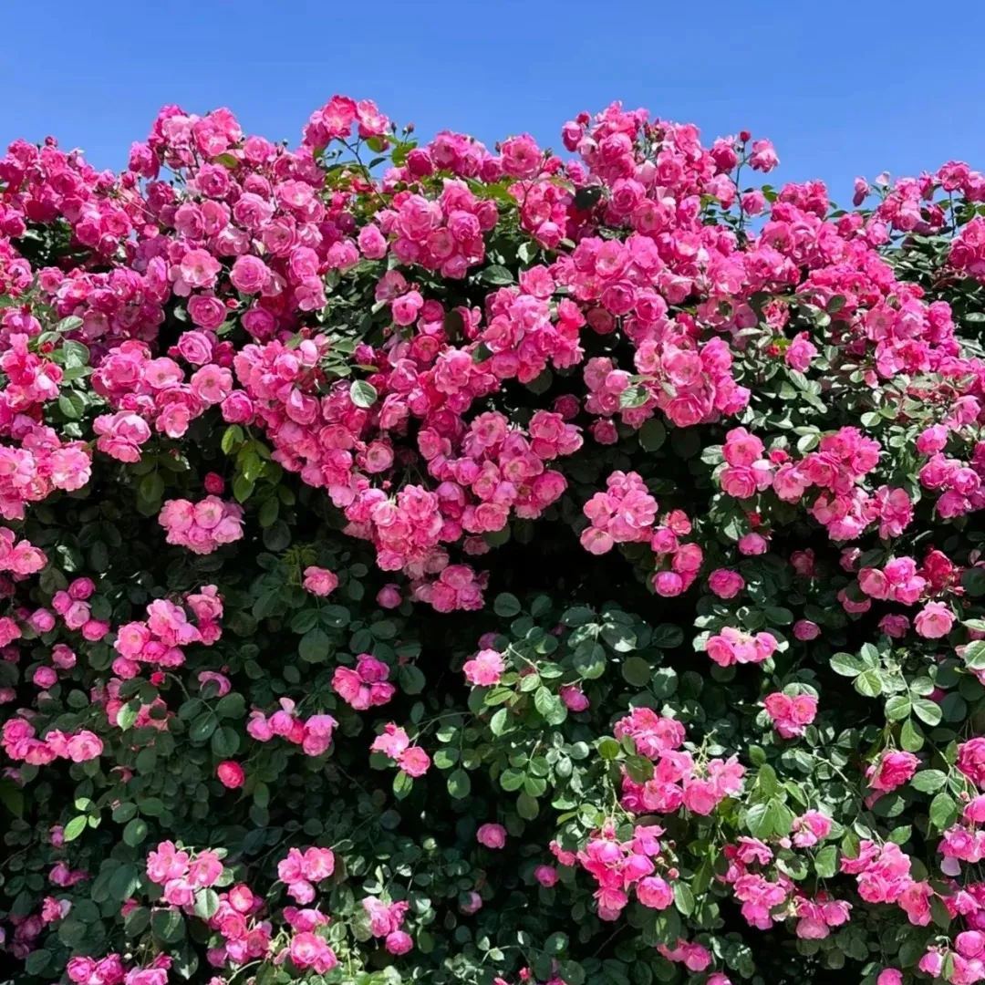 🌹Early Summer And Climbing Rose🌸